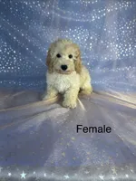 Female Bichon poo 2356, a female Bichpoo for sale in Joice, IA – 1 of 1