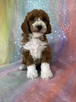Male Bichon Poo 2324, a male Bichpoo for sale in Joice, IA – 5 of 10