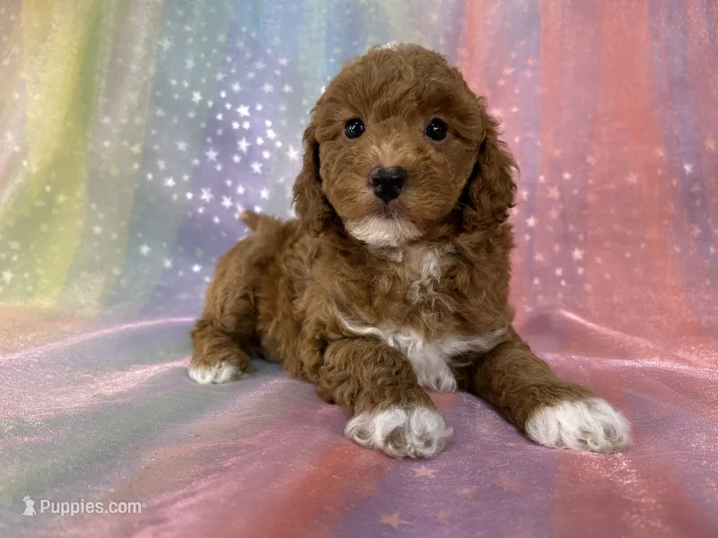 Female Bichon poo 2322  – Bichpoo puppy for sale in Joice, IA