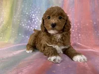 Female Bichon poo 2322 , a female Bichpoo for sale in Joice, IA – 1 of 10