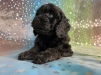 Female Poodle 2381, a female Poodle - Miniature  for sale in Joice, IA – 7 of 9