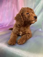 Male Mini Goldendoodle 2325 , a male Miniature Goldendoodle for sale in Joice, IA – 6 of 9