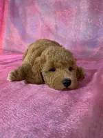 Male Bichon poodle 2335, a male Bichpoo for sale in Joice, IA – 7 of 10