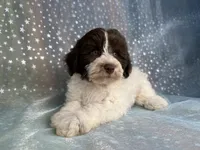 Male Schnoodle 2346, a male Schnoodle for sale in Joice, IA – 9 of 10