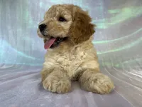 Female mini Goldendoodle 2317 , a female Miniature Goldendoodle for sale in Joice, IA – 5 of 10