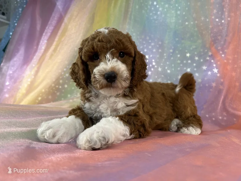 Male Bichon Poo 2324 – Bichpoo puppy for sale in Joice, IA