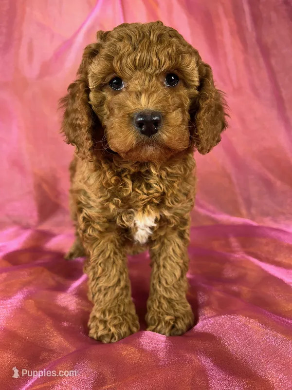 Female cockapoo 2393 – Cockapoo puppy for sale in Joice, IA