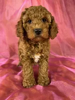 Female cockapoo 2393, a female Cockapoo for sale in Joice, IA – 1 of 9