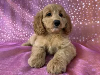 Female Cockapoo 2351, a female Cockapoo for sale in Joice, IA – 6 of 9
