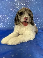 Female Cockapoo 2314, a female Cockapoo for sale in Joice, IA – 9 of 10