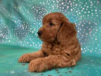 Female Mini Goldendoodle 2310 , a female Miniature Goldendoodle for sale in Joice, IA – 9 of 10