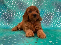 Female Mini Goldendoodle 2310 , a female Miniature Goldendoodle for sale in Joice, IA – 2 of 10
