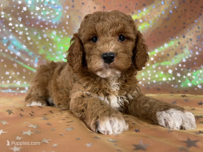 Male Cockapo 2392 – Cockapoo puppy for sale in Joice, IA