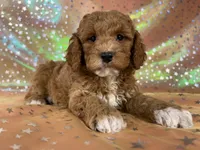 Male Cockapo 2392, a male Cockapoo for sale in Joice, IA – 1 of 10