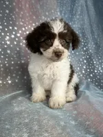 Male Schnoodle 2345, a male Schnoodle for sale in Joice, IA – 7 of 7