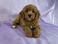 Female Cockapoo 2307, a female Cockapoo for sale in Joice, IA – 2 of 8