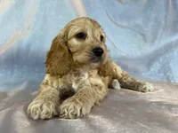 Male Cockapoo 2298, a male Cockapoo for sale in Joice, IA – 4 of 9