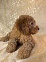 Male Mini Goldendoodle 2300, a male Miniature Goldendoodle for sale in Joice, IA – 2 of 10