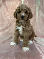 Male Bichon poo 2305, a male Cockapoo for sale in Joice, IA – 8 of 8
