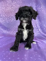 Female Schnoodle 2297, a female Schnoodle for sale in Joice, IA – 3 of 8