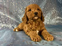 Female Cockapoo 2390, a female Cockapoo for sale in Joice, IA – 7 of 10