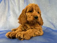 Male Cockapoo 2299 , a male Cockapoo for sale in Joice, IA – 4 of 7