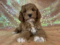 Male Cockapo 2392, a male Cockapoo for sale in Joice, IA – 8 of 10