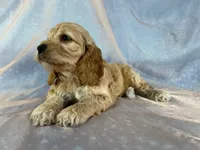 Male Cockapoo 2298, a male Cockapoo for sale in Joice, IA – 2 of 9