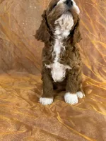 Male Cockapoo 2391, a male Cockapoo for sale in Joice, IA – 9 of 10