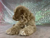 Male Bichon poo 2340, a male Bichpoo for sale in Joice, IA – 5 of 8
