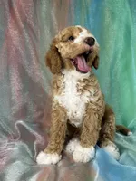 Male Bichon Poo 2333, a male Bichpoo for sale in Joice, IA – 10 of 10