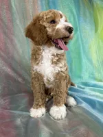 Male Bichon Poo 2333, a male Bichpoo for sale in Joice, IA – 3 of 10