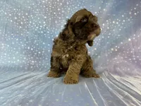 Male cockapoo 2315, a male Cockapoo for sale in Joice, IA – 3 of 10