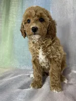 Female Bichon Poo 2400, a male Schnoodle for sale in Joice, IA – 6 of 10