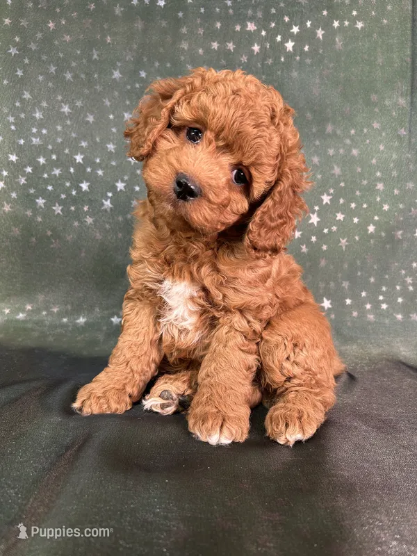 Male cockapoo 2242