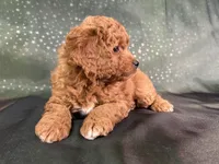 processed/9e52ed2b-da21-46fa-996b-ef8825d02374/listing/d128220e-56b1-4f7d-9d4f-72457f7e72bd/a43d71ef-3354-4b4d-9271-9f08d2118002