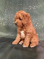 processed/9e52ed2b-da21-46fa-996b-ef8825d02374/listing/d128220e-56b1-4f7d-9d4f-72457f7e72bd/c0ecc33d-d979-4708-9c98-121ed85a954f