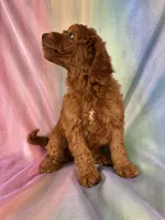 Female Mini Goldendoodle 2329, a female Miniature Goldendoodle for sale in Joice, IA – 9 of 10