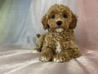 Female Bichon Poo 2400, a male Schnoodle for sale in Joice, IA – 10 of 10