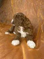 Male Cockapoo 2391, a male Cockapoo for sale in Joice, IA – 8 of 10