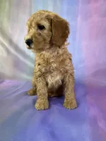 Male mini Goldendoodle 2269, a male Miniature Goldendoodle for sale in Joice, IA – Photo 7 of 9
