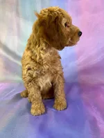 Male mini Goldendoodle 2269, a male Miniature Goldendoodle for sale in Joice, IA – Photo 5 of 9