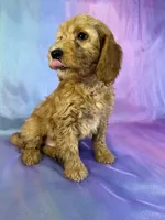 Male mini Goldendoodle 2269, a male Miniature Goldendoodle for sale in Joice, IA – Photo 6 of 9