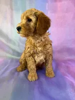 Male mini Goldendoodle 2269, a male Miniature Goldendoodle for sale in Joice, IA – Photo 2 of 9