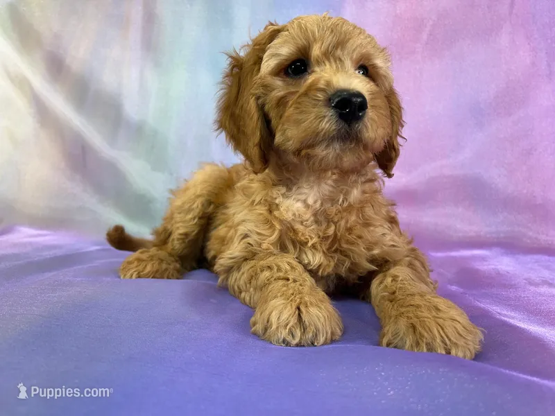 Male mini Goldendoodle 2269 – Miniature Goldendoodle puppy for sale in Joice, IA