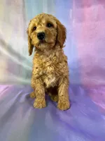Male mini Goldendoodle 2269, a male Miniature Goldendoodle for sale in Joice, IA – Photo 4 of 9