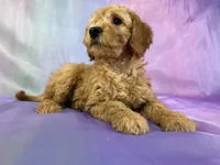 Male mini Goldendoodle 2269, a male Miniature Goldendoodle for sale in Joice, IA – Photo 8 of 9