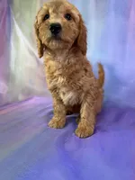 Male mini Goldendoodle 2269, a male Miniature Goldendoodle for sale in Joice, IA – Photo 3 of 9