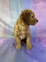 Male mini Goldendoodle 2269, a male Miniature Goldendoodle for sale in Joice, IA – Photo 9 of 9