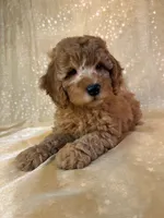 Male Mini Goldendoodle 2300, a male Miniature Goldendoodle for sale in Joice, IA – 4 of 10
